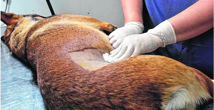 Imagen Noticia